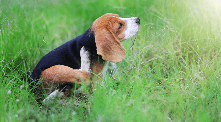 Flea Prevention & Control