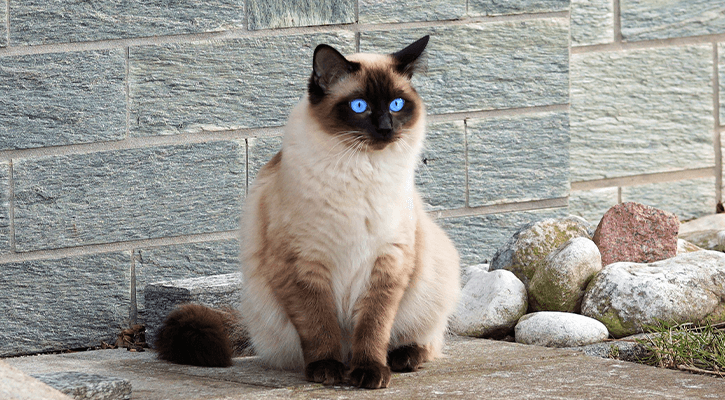 Health Screening Tests