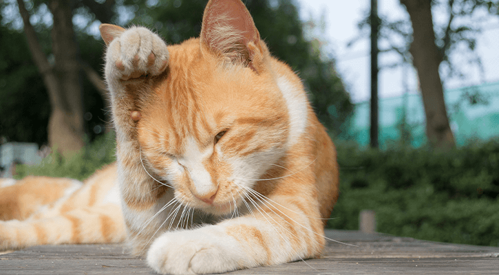 Heartworm Prevention