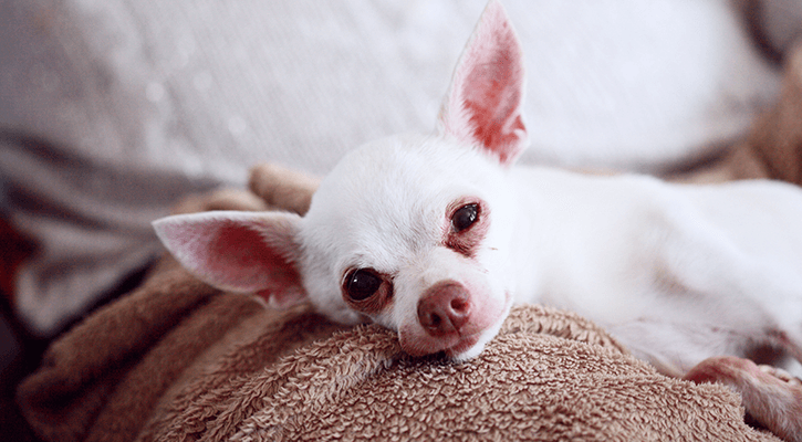 Sick Visits/Unwell Pets