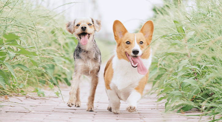 Wellness Care for Dogs