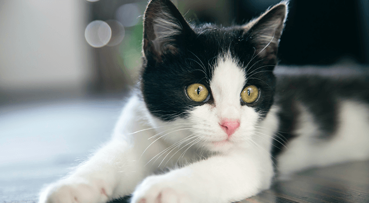 Wellness Care for Kittens