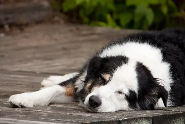 Black and white dog laying on a wooden floor outside.