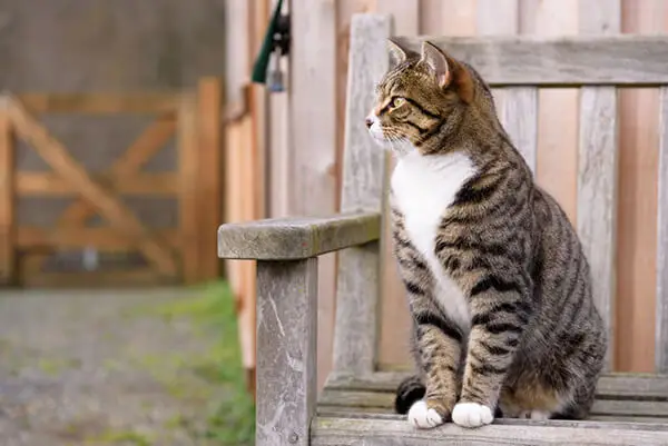 Striped cat sitting on a wooden chair outside.