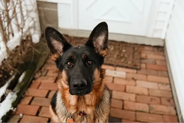 German Shepard looking up while sitting on a front porch.